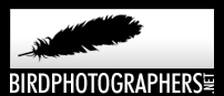 Birdphotographers.net